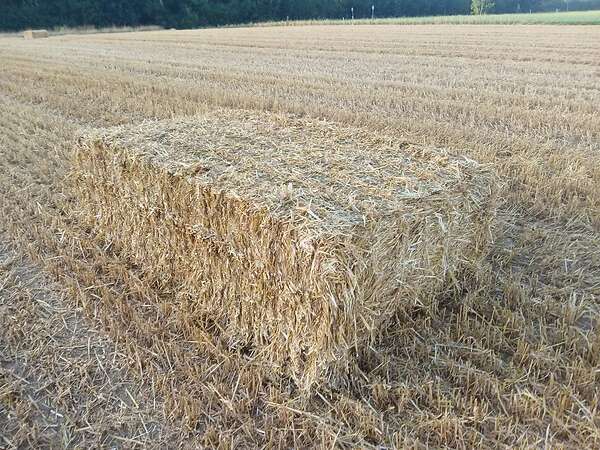 Qauderballen stroh Gerste,Triticale,Hafer und Weizenstroh - Bild 15