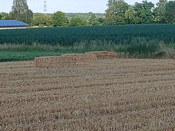 Qauderballen stroh Gerste,Triticale,Hafer und Weizenstroh - Bild 17