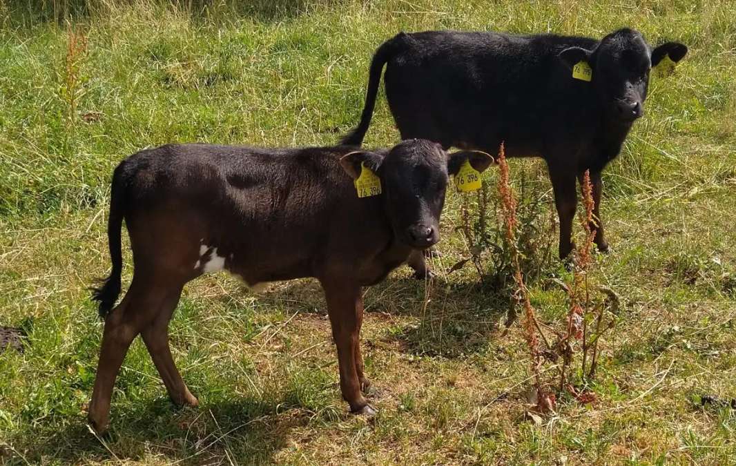 Dahomey Rind Färse Kuhkalb - Bild 1
