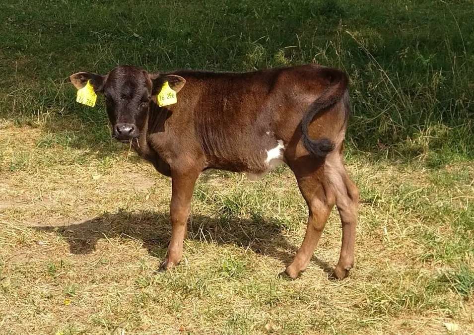 Dahomey Rind Färse Kuhkalb - Bild 2