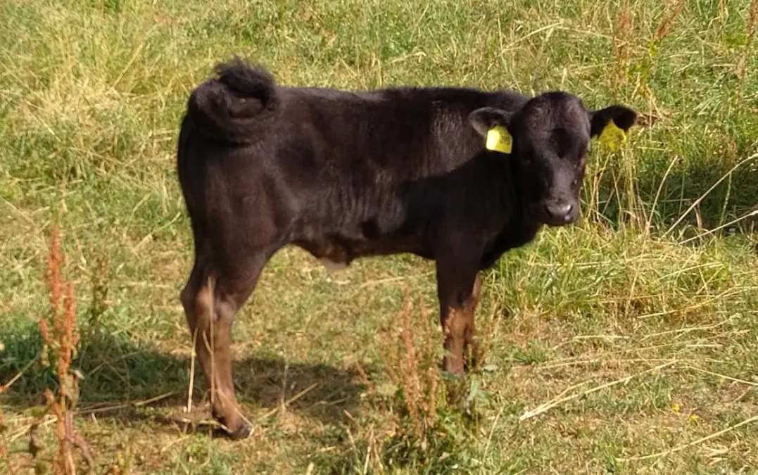 Dahomey Rind Färse Kuhkalb - Bild 3