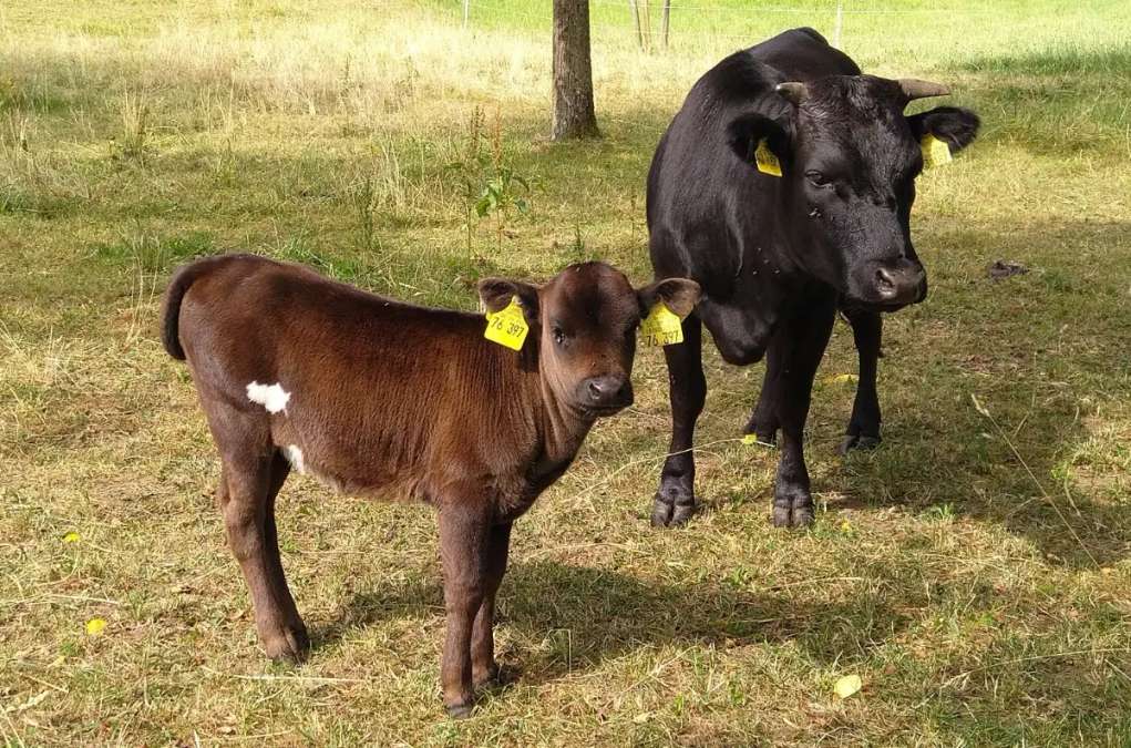 Dahomey Rind Färse Kuhkalb - Bild 4