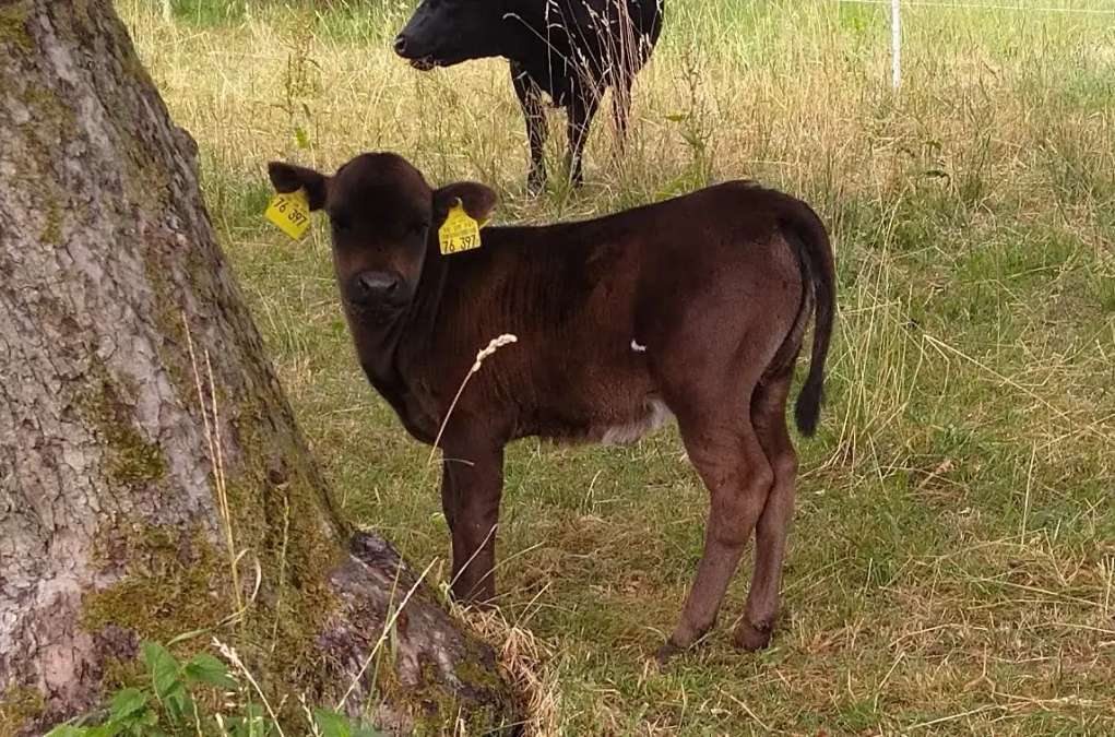 Dahomey Rind Färse Kuhkalb - Bild 5
