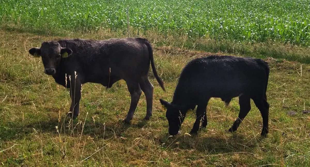Dahomey Jung-Bulle Stier