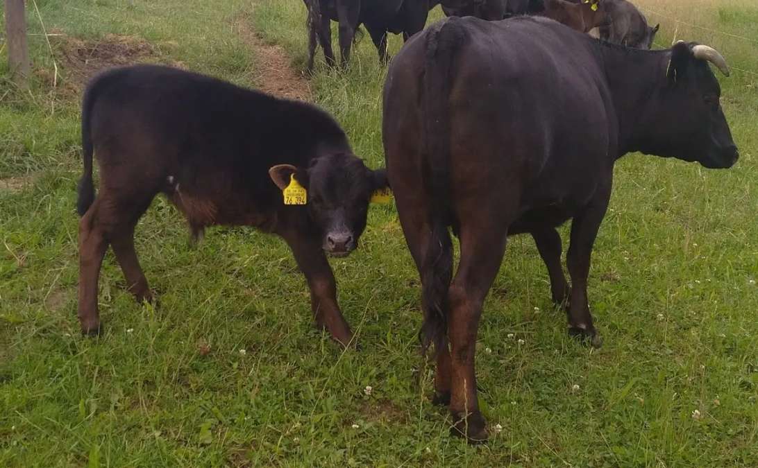 Dahomey Jung-Bulle Stier - Bild 4