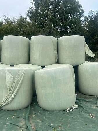 Maissilage im Ballen - Bild 1