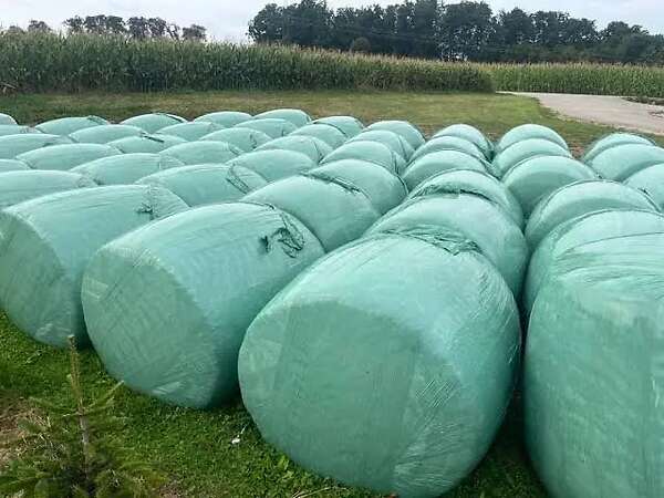 Maissilage im Ballen - Bild 2