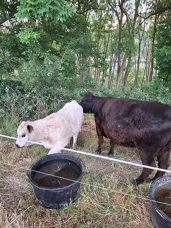 Galloway Kuh mit Kalb - Bild 1