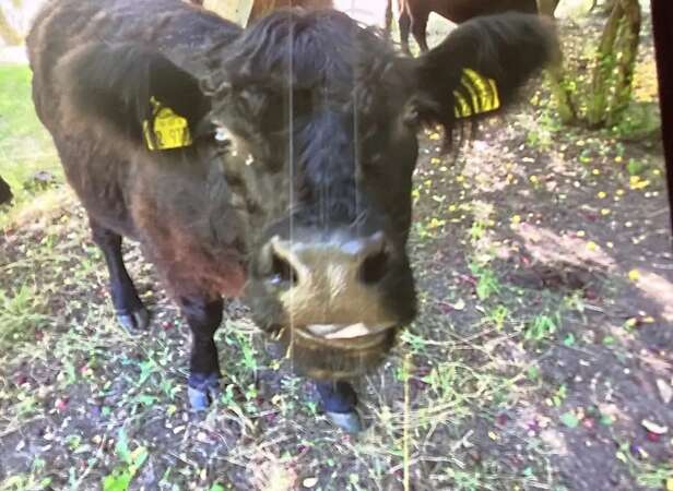 Black Galloway Färse - Bild 1