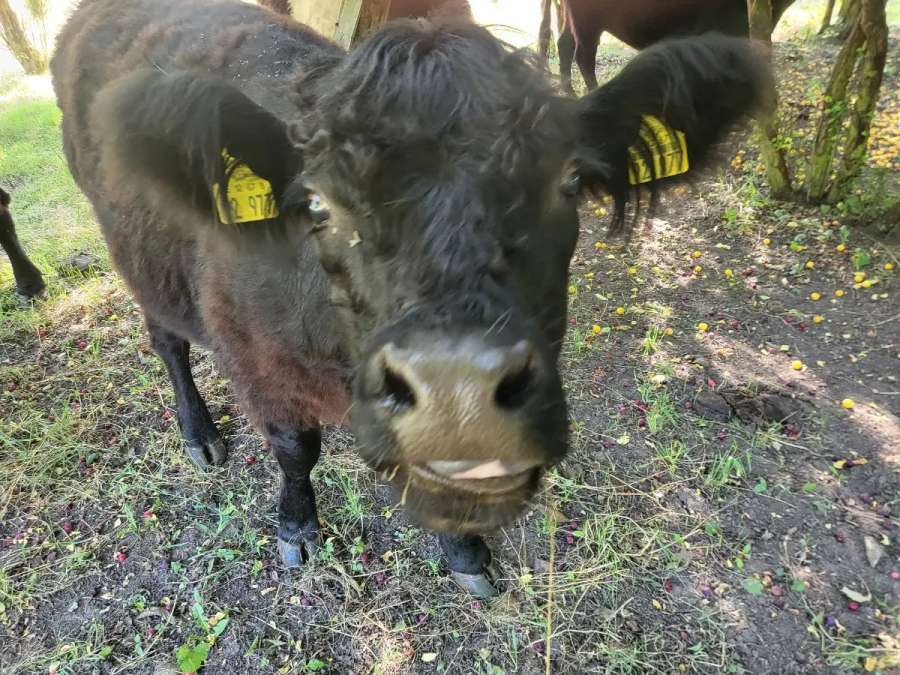 Black Galloway Färse - Bild 2