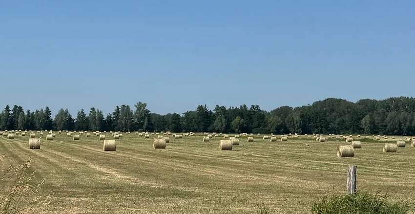 Pferdeheu, 1. Schnitt 2026, hallengelagert - Bild 1