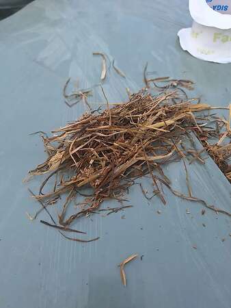 Silage 1 schnitt 2026 - Bild 1