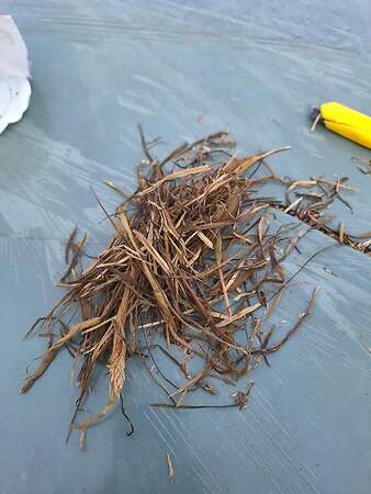 Silage 1 schnitt 2026 - Bild 2