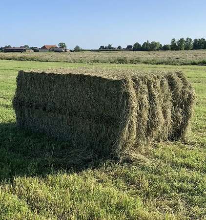 Heu aus Feldgras - Bild 1