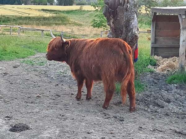 Highland Cattle Färse zu verkaufen - Bild 1