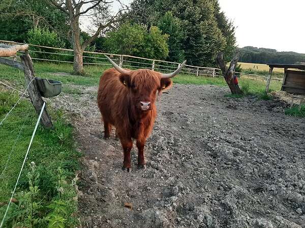 Highland Cattle Färse zu verkaufen - Bild 2