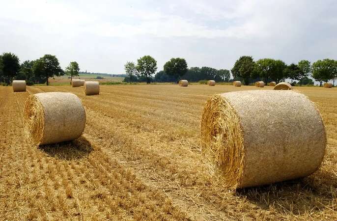 Stroh zuverkaufen - Bild 1