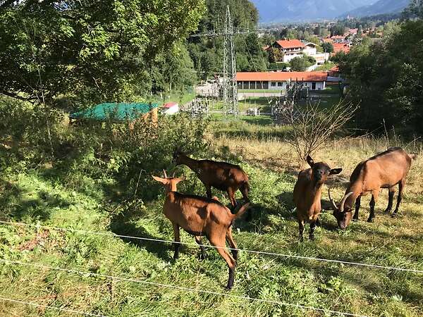 Ziegen zur Landschaftspflege - Bild 2