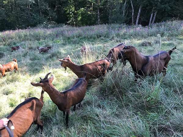 Ziegen zur Landschaftspflege - Bild 3