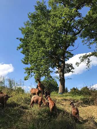 Ziegen zur Landschaftspflege - Bild 4