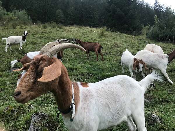 Ziegen zur Landschaftspflege - Bild 5