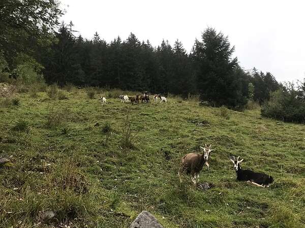 Ziegen zur Landschaftspflege - Bild 6