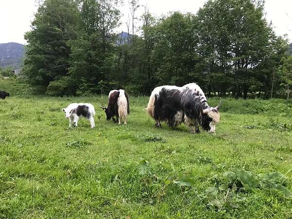 Yak in der Landschaftspflege
