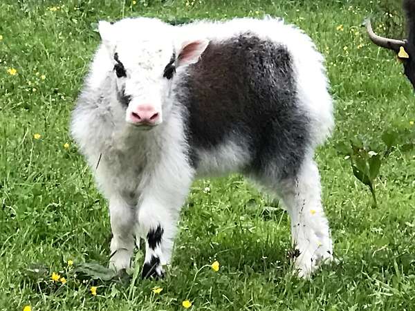 Yak in der Landschaftspflege - Bild 2