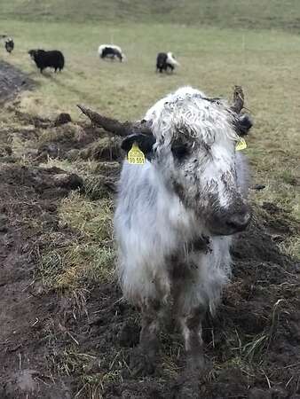 Yak in der Landschaftspflege - Bild 3