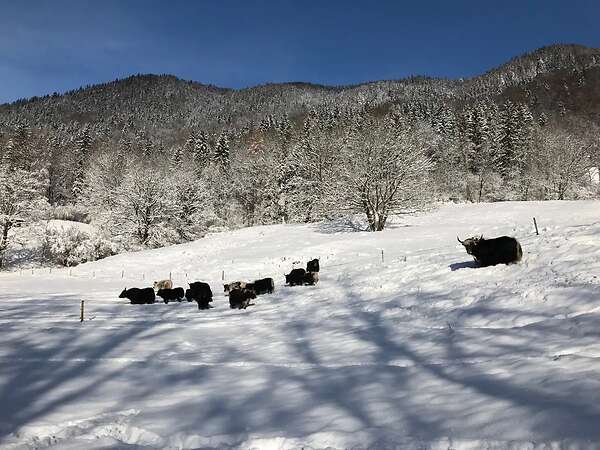 Yak in der Landschaftspflege - Bild 4
