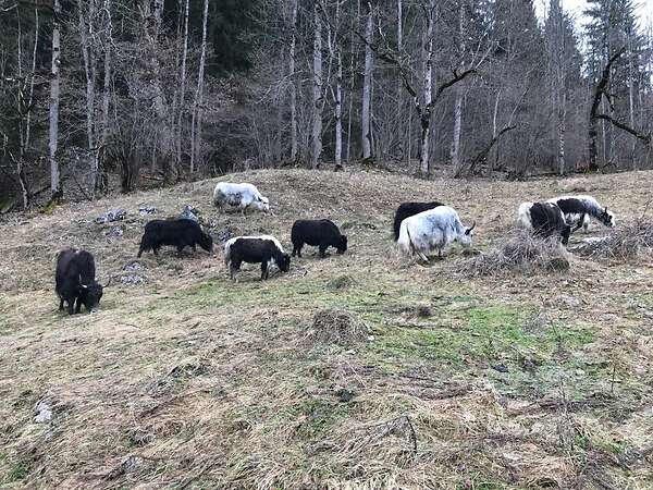 Yak in der Landschaftspflege - Bild 5