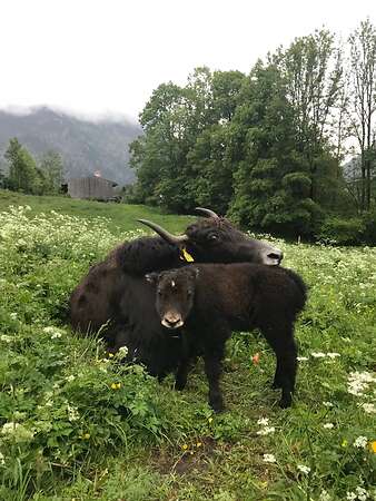 Yak in der Landschaftspflege - Bild 6