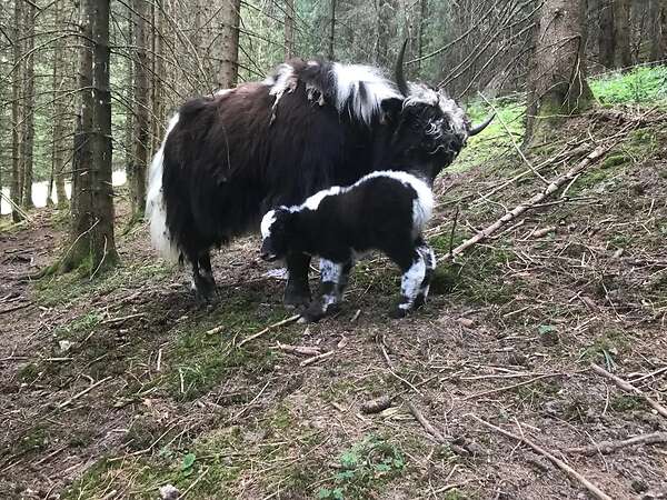 Yak in der Landschaftspflege - Bild 7