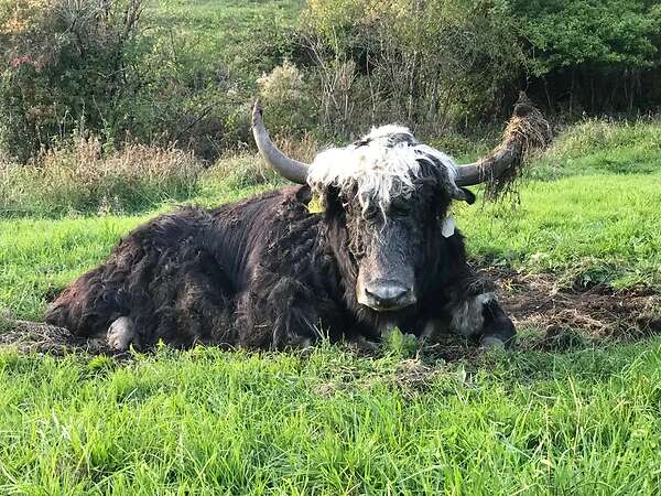 Yak in der Landschaftspflege - Bild 8