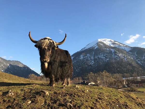 Yak in der Landschaftspflege - Bild 9