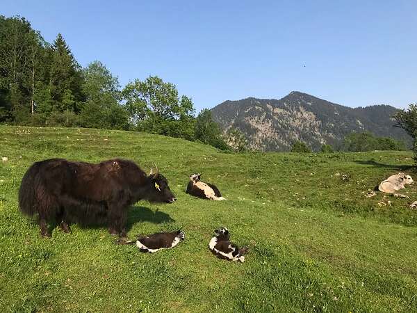 Yak in der Landschaftspflege - Bild 10
