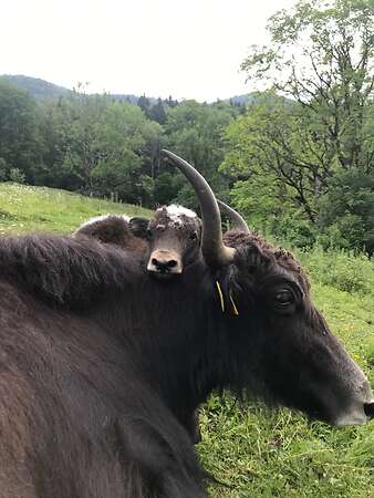 Yak in der Landschaftspflege - Bild 11