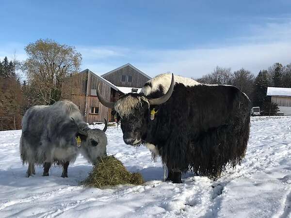 Yak in der Landschaftspflege - Bild 12