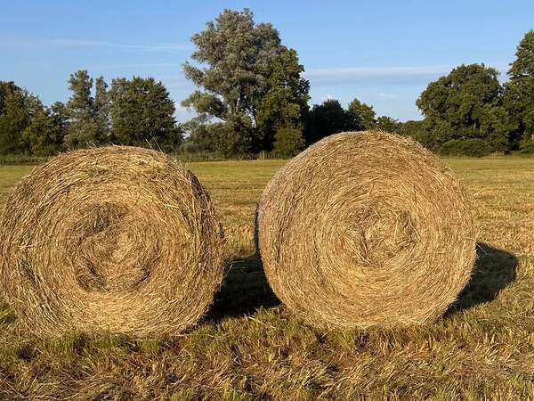 Heu Bio Rundballen 1. Schnitt 2026 - Bild 6