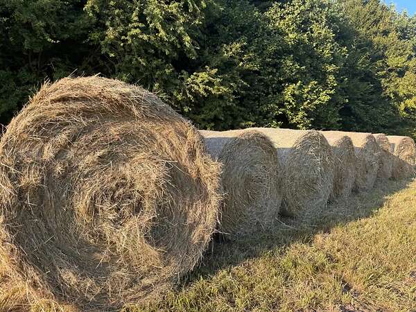 Heu Bio Rundballen 1. Schnitt 2026 - Bild 8