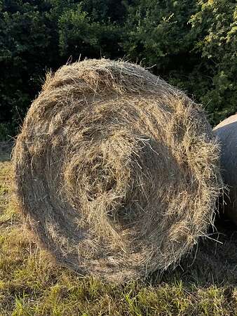 Heu Bio Rundballen 1. Schnitt 2026 - Bild 9
