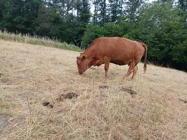 Verkauf von 6 Mutterkühen, davon 2 tragend, und eine mit Kalb - Bild 2