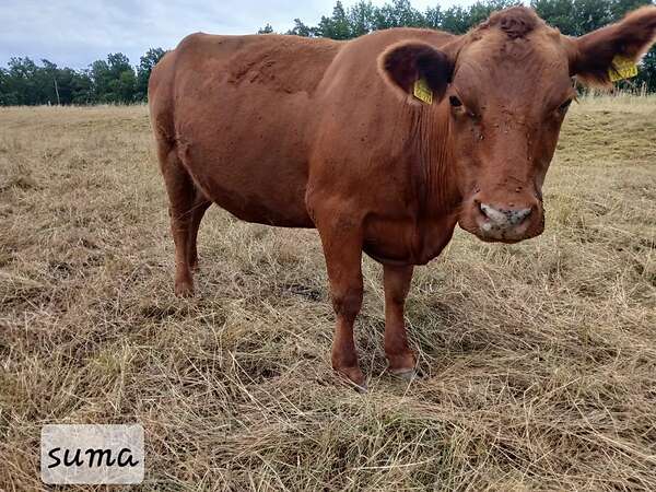 Verkauf von 6 Mutterkühen, davon 2 tragend, und eine mit Kalb - Bild 3