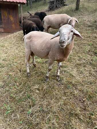 Merinobock - Bild 1