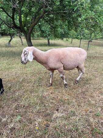 Merinobock - Bild 2