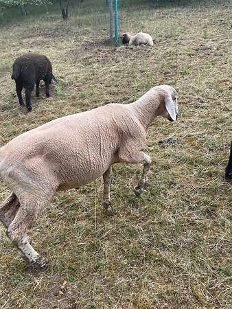 Merinobock - Bild 3