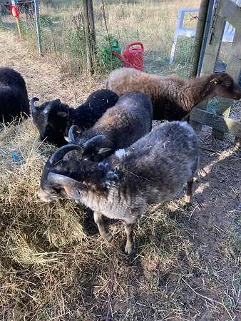 Ouessantböckchen abzugeben - Bild 1