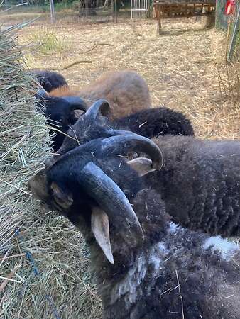 Ouessantböckchen abzugeben - Bild 2
