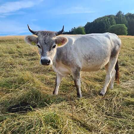 Bio Tiroler Grauvieh Kuh
