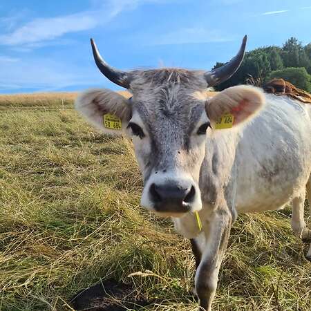 Bio Tiroler Grauvieh Kuh - Bild 2